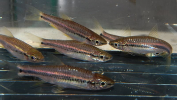 Расбора двухполосая (Rasbora cephalotaenia) Расбора двухполосая фото