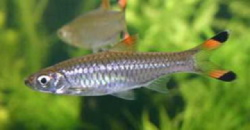 Расбор пестрохвостая (Rasbora caudimaculata) Расбор пестрохвостая фото