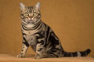 The American Shorthair Cat Breed