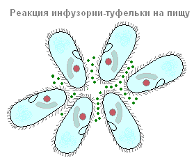 Инфузория туфелька: просто и понятно о ее строении, питании, размножении