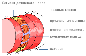 Как размножаются дождевые черви