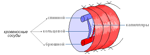 Как размножаются дождевые черви