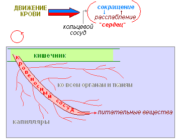 Как размножаются дождевые черви
