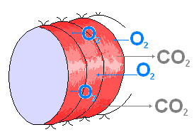 Как размножаются дождевые черви
