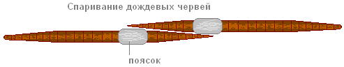 Как размножаются дождевые черви