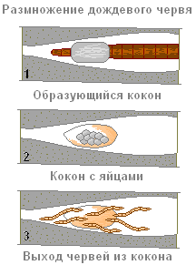 Как размножаются дождевые черви