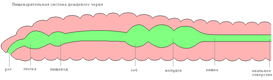 Как размножаются дождевые черви