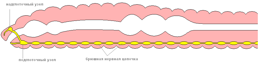 Как размножаются дождевые черви