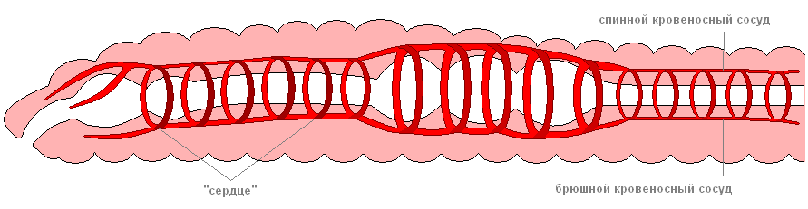 Как размножаются дождевые черви