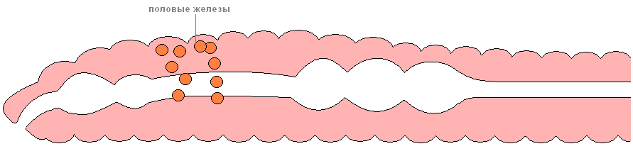 Как размножаются дождевые черви