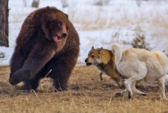 Секреты и особенности натаски лаек по медведю