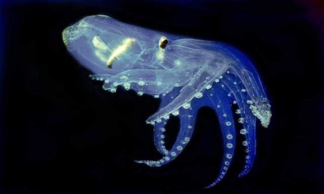 Прозрачное существо, которое вас точно паразит