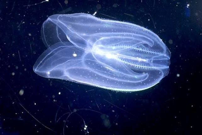 Прозрачное существо, которое вас точно паразит