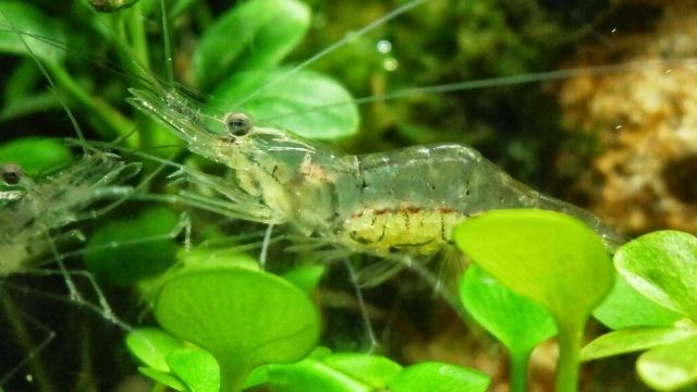 Прозрачное существо, которое вас точно паразит