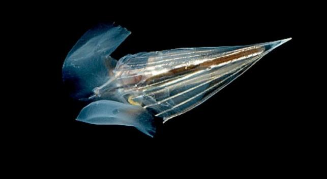 Прозрачное существо, которое вас точно паразит