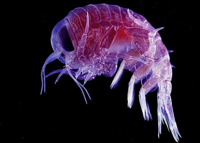 Прозрачное существо, которое вас точно паразит