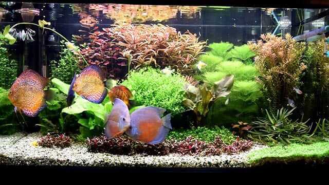 Дискус: содержание рыбки, виды, размножение, совместимость