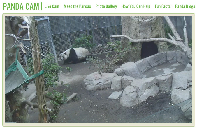 гигантская панда в зоопарке Сан-Диего гигантская панда в зоопарке Сан-Диего