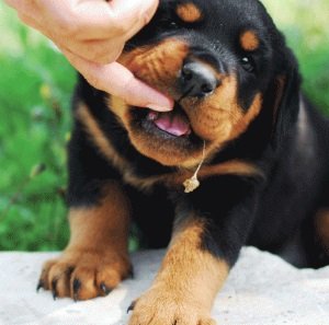 Щенок ротвейлера Я играю пальцем