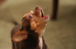 Воющая собака Собака воет