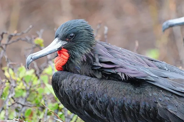 Интересны факты о великолепных фрегатах.