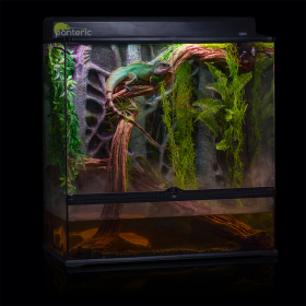 Королевский питон в домашних условиях: уход и содержание