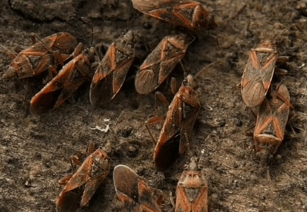 Общие ошибки