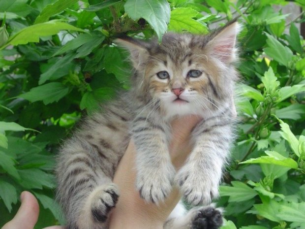 Питание кошек породы Пикси-боб