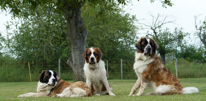 Московские сторожевые псы