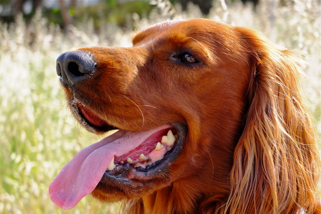 Ирландский сеттер