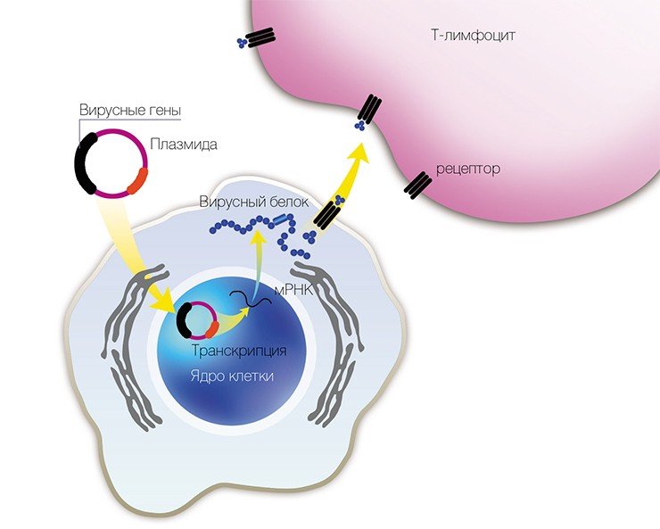 Схема генной иммунизации рекомбинантными плазмидами, содержащими не полный геном, а отдельные гены вируса Схема генной иммунизации рекомбинантными плазмидами, содержащими не полный геном, а отдельные гены вируса
