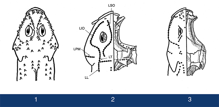 Шестым органом чувств является сейсмосенсорная система у байкальских глубоководных коттоидных рыб: 1 – Asprocottus herzensteini; 2 — Procottus jeittelesii; 3 — Абиссоктус коротнеффи. Сейсмосенсорная система представлена ​​наружными чувствительными почками (невромастами). У Aherzensteini они сидят на кожистых сосочках, у Pjeittelesii и Akorotneffi - прямо на поверхности кожи