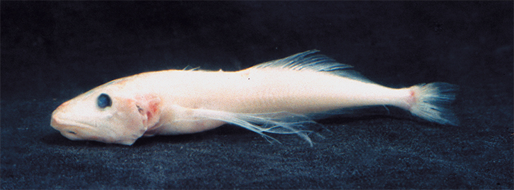 Голомянка большая (Comephorus baicalensis) отличается от голомянки маленькой большими глазами. Всю свою жизнь эта рыба проводит в толще воды. Она живородящая, личинки развиваются внутри полости тела матери, рожает она их в августе. Самцов у этого вида очень мало, всего 17% от всей популяции большой голомянки. Как пары находят друг друга, до сих пор не ясно. На фото: взрослая половозрелая самка большой голомянки