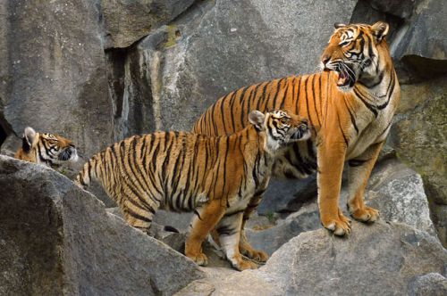 Индокитайский тигр