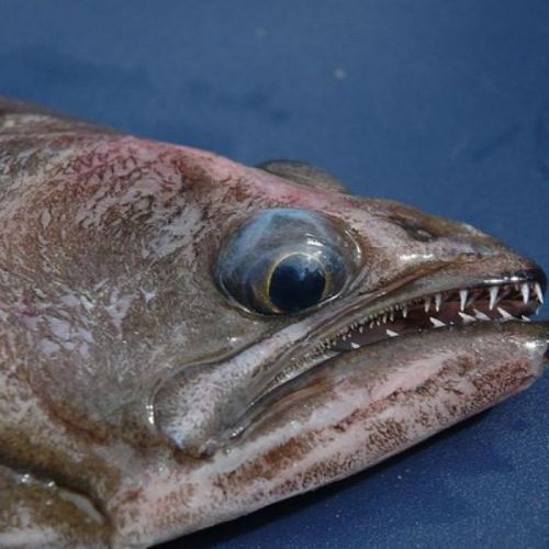 строение ротовой полости