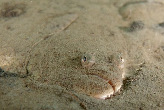 рыбалка маскировка