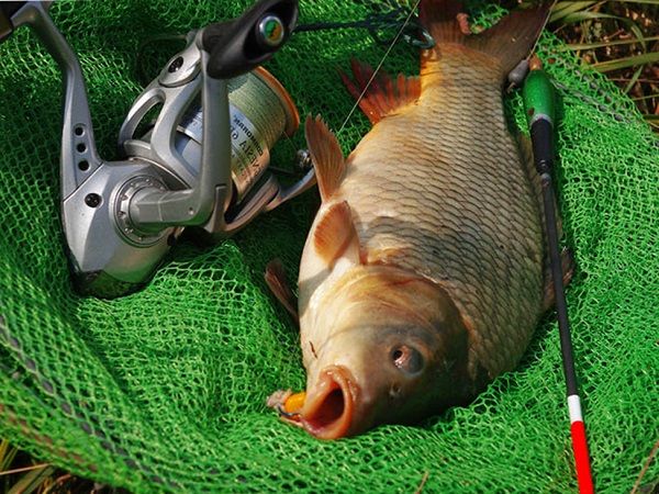 Карп в сети