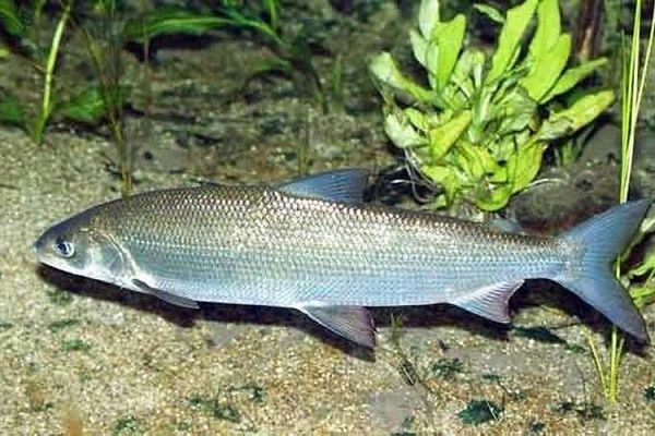 Пелед внизу