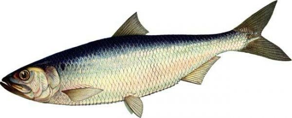 Астраханская сельдь