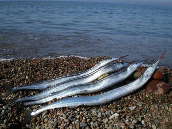 Сарганы на берегу