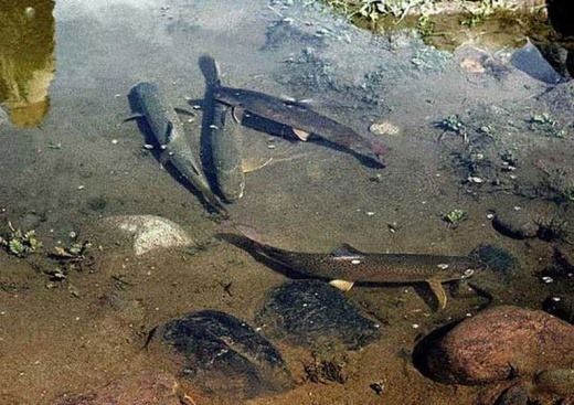 по мелководью