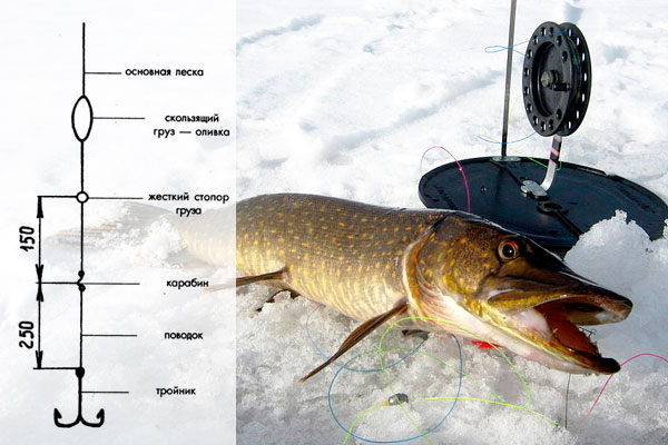 Купить жерлицы для зимней рыбалки Ловля на жерлицы для новичка