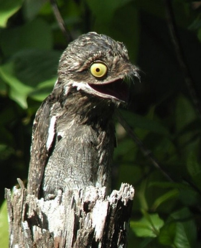 Удивительные животные - эксперты маскировки