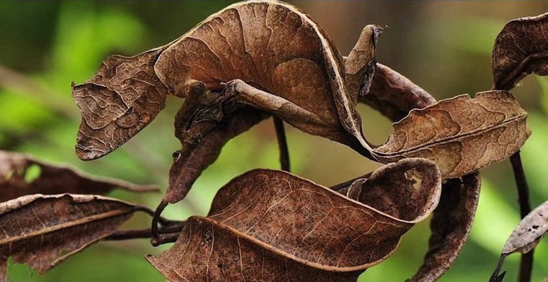 Удивительные животные - эксперты маскировки