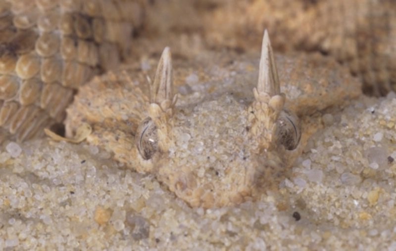 Удивительные животные - эксперты маскировки