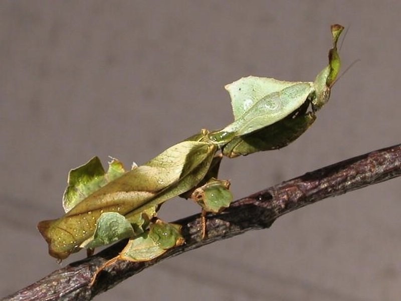 Удивительные животные - эксперты маскировки