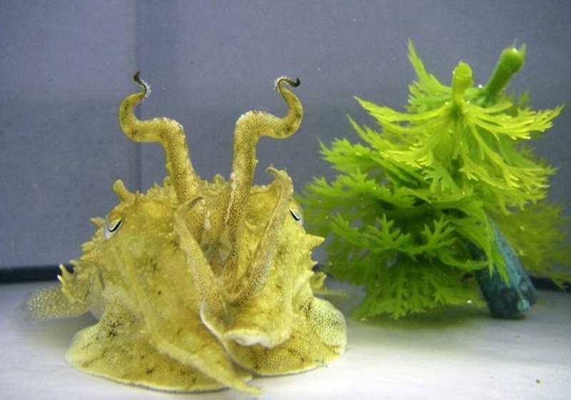 Удивительные животные - эксперты маскировки