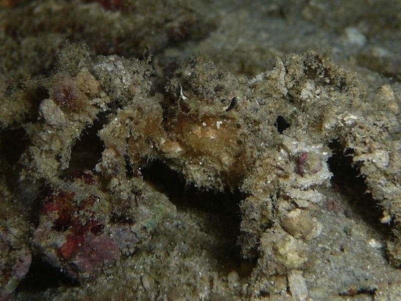 Удивительные животные - эксперты маскировки