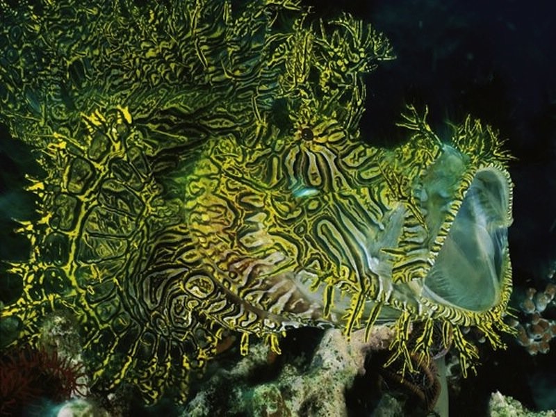 Удивительные животные - эксперты маскировки