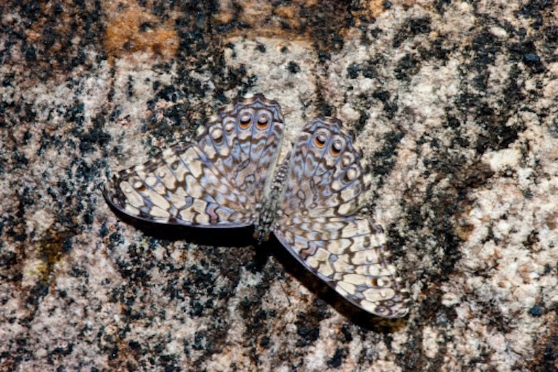 Удивительные животные - эксперты маскировки